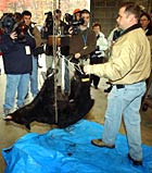 Harry Spiker weighs the first bear killed